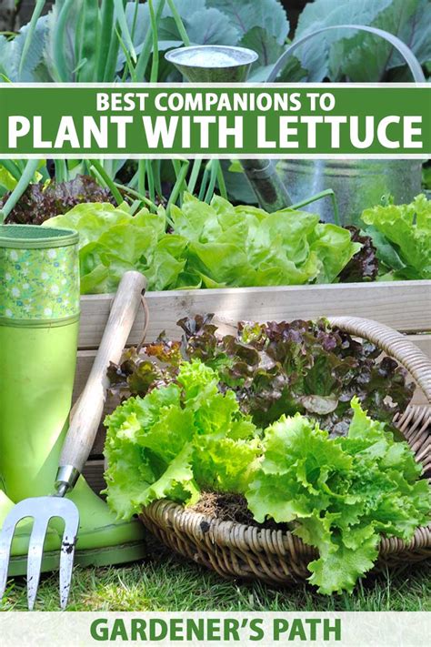 Best Companion Plants to Grow with Lettuce | Gardener’s Path