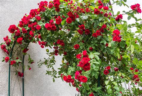 Red climbing roses — Stock Photo © Moskwa #117659990