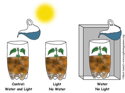 Photosynthesis - A Simple Experiment