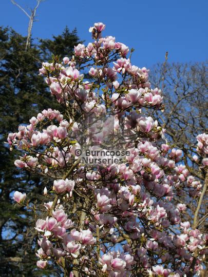 Magnolia - M - A-Z - Burncoose Nurseries Photo Store