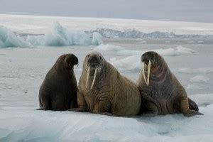 Walrus Habitat and Distribution