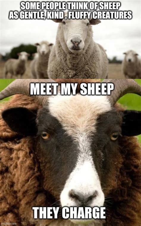 sheep Memes & GIFs - Imgflip