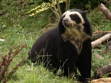 Spectacled Bear Facts, Habitat, Diet, Life Cycle, Baby, Pictures