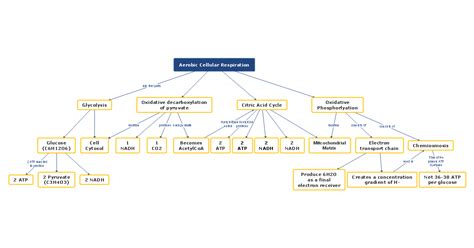 Biology Concept Map Examples - Corrie Christina