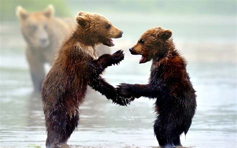 Cute Brown Bear Cubs Playing