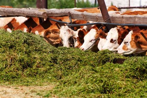 Premium Photo | Cows eating silage at a farm