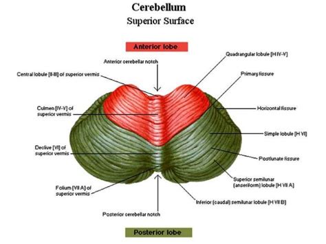 Cerebellum Anatomy Diagram