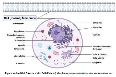 Cell Membrane Animal Cell