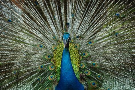 Beautiful Peacock with Spread Wings. Zoo, Tropical Reserve Stock Photo - Image of peafowl ...