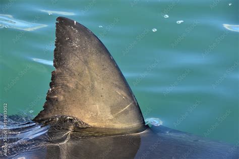 Shark fin above water. Close up. Dorsal Fin of great white shark, Sciencific name: Carcharodon ...