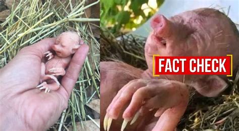 half human half pig fact check മനുഷ്യ രൂപത്തിലുള്ള...