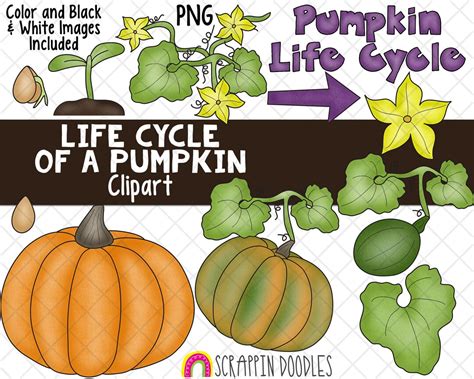 Life Cycle Clip Art Pumpkin Life Cycle Clip Art Squash Life Cycle Clipart Seedling Clipart ...