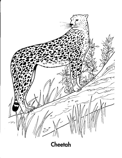 Realistic Cheetah Coloring Pages at GetColorings.com | Free printable colorings pages to print ...