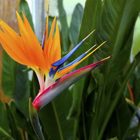 Eco Grow Your Own Bird Of Paradise Plant Kit By Plants From Seed | notonthehighstreet.com