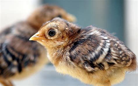 Peacock chick wallpaper | 1920x1200 | #13943