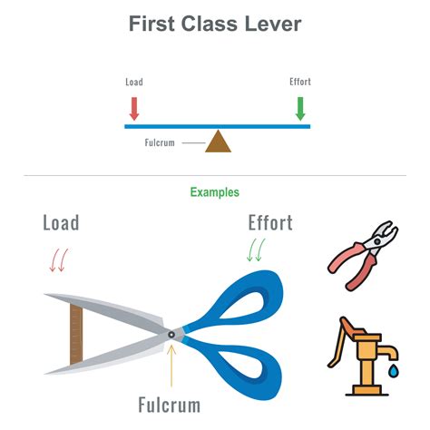 Examples Of Third Class Levers