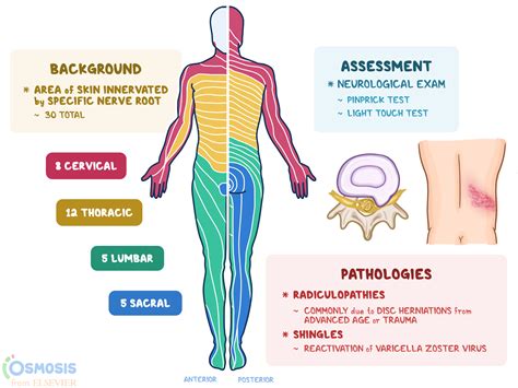 Dermatomes: What Are They, Related Diseases, and More