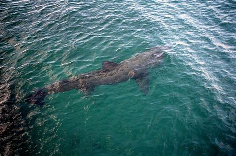 Picture 4 of 4 - Basking Shark (Cetorhinus Maximus) Pictures & Images - Animals - A-Z Animals