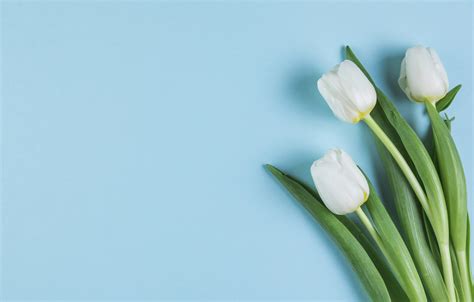 Blue Tulips Wallpapers - Wallpaper Cave