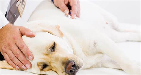 The Causes And Signs Of Yeast Infection In Dogs - PetlifeSA