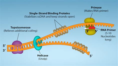 14.5: DNA Replication in Prokaryotes - Biology LibreTexts