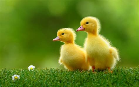 Ducklings - Animals Wallpaper (37277449) - Fanpop