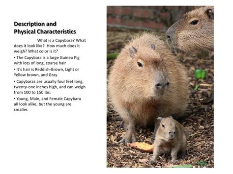 Capybara Behavioral Adaptations