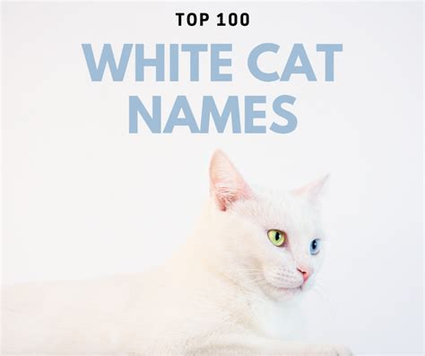 Names For White Cats