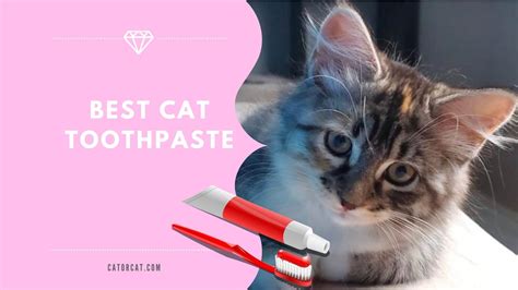 The Best Cat Toothpaste in 2024 | 5 Most Effective | Reviews & Guide