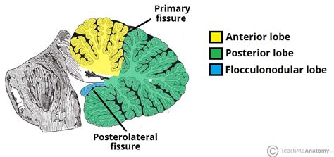 The Cerebellum - Structure - Position - Vasculature - TeachMeAnatomy