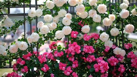 How to care for the climbing rose, climbing rose care and cultivation