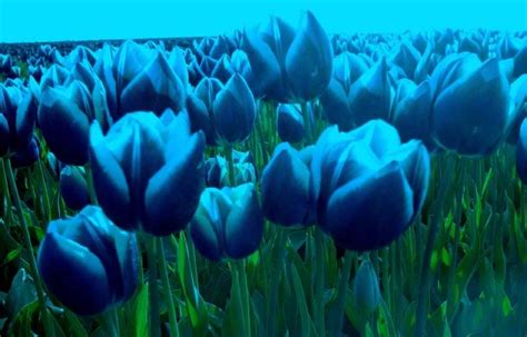 Blue Tulips Wallpaper Hd | Tulips Flower