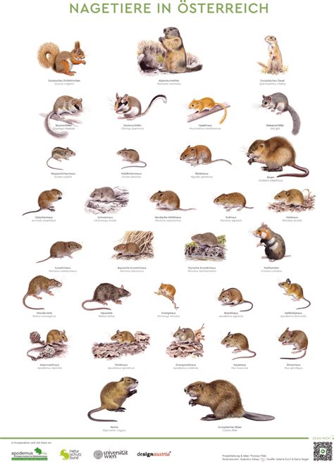 (PDF) Rodents of Austria / Nagetiere in Österreich