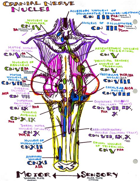 Bookbrain Stem Nuclei / The Central Nervous System · Anatomy and Physiology : 4 more scenarios ...