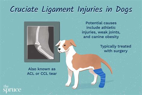 Is Torn Acl In Dogs Painful