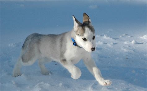 Siberian Husky Puppy - Puppies Wallpaper (15897208) - Fanpop