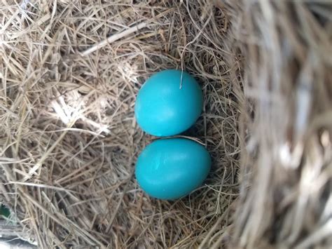 Identify Bird Eggs by Color and Size - Birds and Blooms