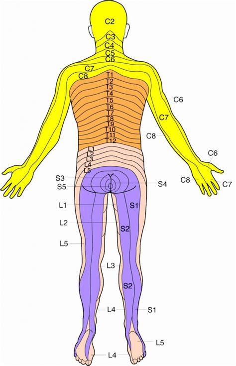 Printable Dermatome Map - Free Printable Maps