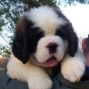 BULLOXER puppies for Sale in Rochester, New York Classified | AmericanListed.com