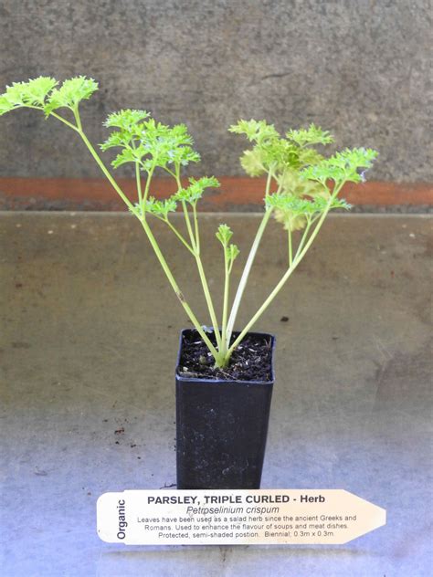 Parsley plant | Petroselinum crispum - All Rare Herbs