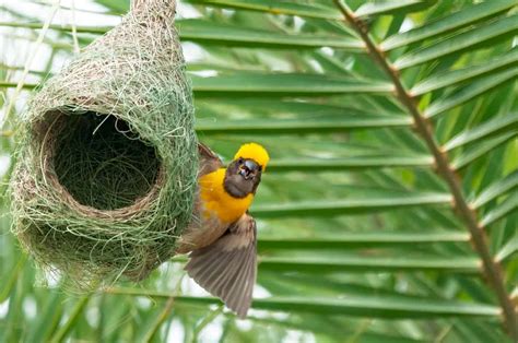 Different Types of Bird Nests With Pictures - AZ Animals