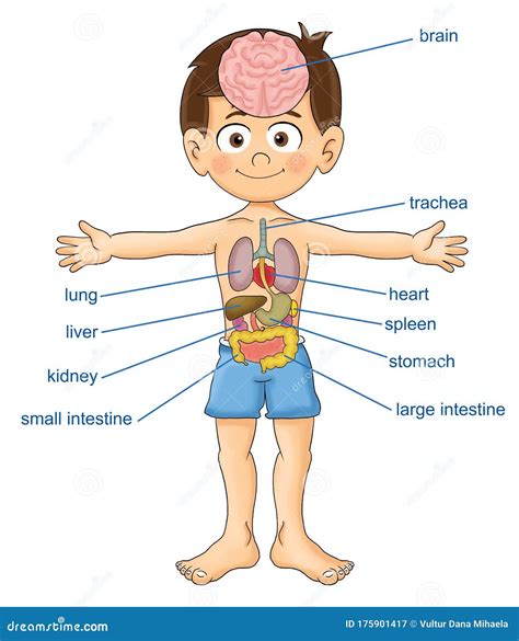 Human Internal Body Parts For Kids