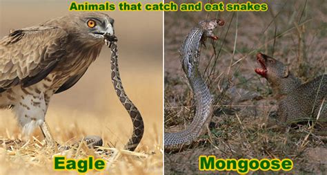 What Animals Kill Snakes