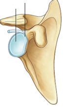 Lable the parts of the following image. *Glenoid activity *Infraglenoid tubercle *Inferior angle ...