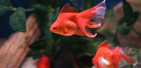 Best Goldfish Tank Mates (#5 Is My Favorite)