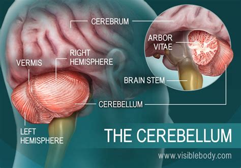 Cerebellum Anatomy Structure Function Pictures Diagrams | Porn Sex Picture