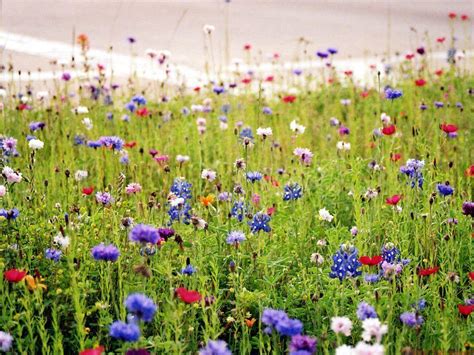 Wildflowers Wallpapers - Top Free Wildflowers Backgrounds - WallpaperAccess