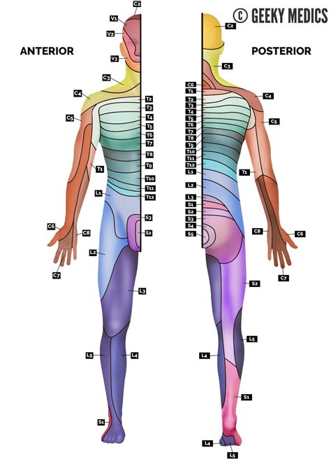 How To Remember The Dermatomes