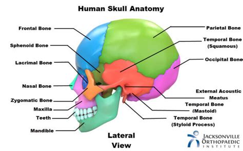 Skeletal System Diagram Labeled