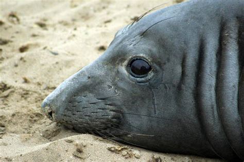 UC Santa Cruz: Elephant seal sets record by swimming farthest west